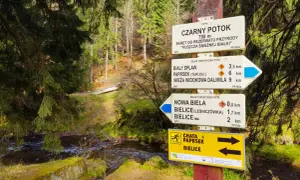 Znaki szlaków turystycznych PTTK w lesie, obok strumienia.