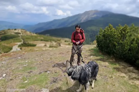 Babia Góra z psem: Co musisz wiedzieć? Uniknij mandatu!