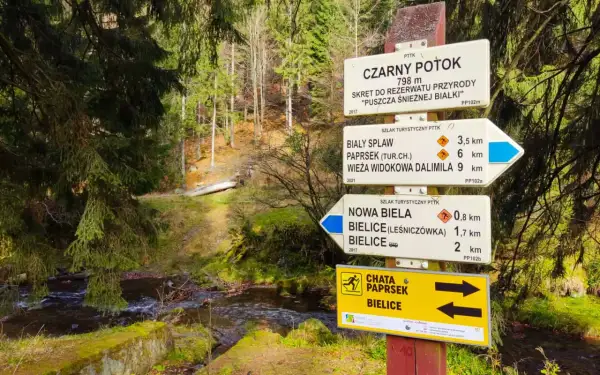 Znaki szlaków turystycznych PTTK w lesie, obok strumienia.